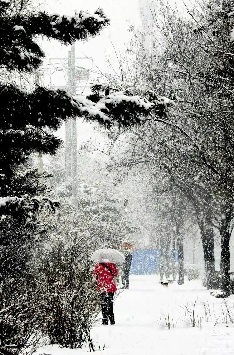 《雪染的风采》